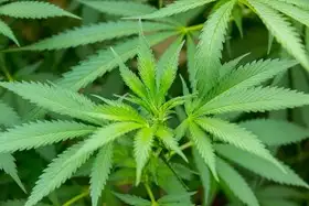 hash